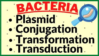 Genetic Recombination in Bacteria Plasmid Conjugation Transformation Transduction in Kingdom Monera [upl. by Celesta409]