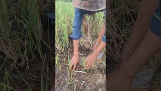 fisherman skills find and catch fish under straw by best hand shots topfishing [upl. by Sidnee]