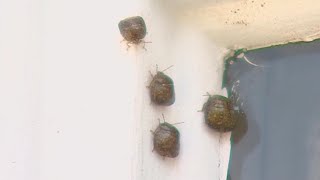 How to get rid of stink bugs and other fall pests [upl. by Evalyn]