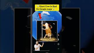 OMG Giant Cow In Real on Google maps and Google Earth shorts vairalshorts would358 [upl. by Ettenom]