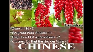 Chinese Magnolia Vine Seed  Schisandra chinensis Seeds on wwwMySeedsCo [upl. by Anaz]