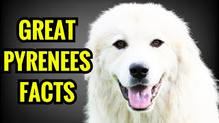 13 Amazing Facts About Great Pyrenees [upl. by Remus289]