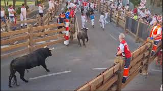 Quinto Encierrro de las Fiestas de Tudela 2024 [upl. by Saks]