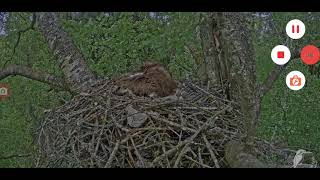 5062021 MILVUS MIGRANS BLACK KITE LIVE NEST CAM [upl. by Nicolette709]