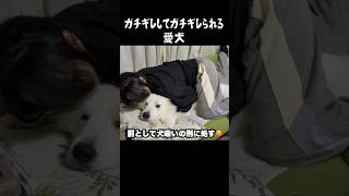 のほほんとした愛犬が唯一キレる瞬間 グレートピレニーズ 犬のいる生活 greatpyrenees 愛犬 癒し パーニーズ 大型犬 大型犬パピー ペット [upl. by Dov]