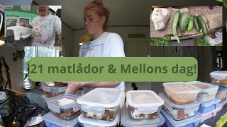 En Fullspäckad Dag Trädgård Kattunge amp 21 Matlådor med Mellon 🌱🐾🍱 [upl. by Edak]