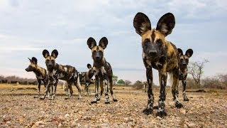 El mejor documental LA MANADA DE PERROS SALVAJES [upl. by Leilani]