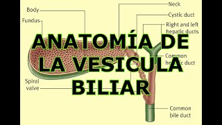 ANATOMÍA DE LA VESICULA BILIAR [upl. by Eoin]