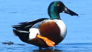 Northern shoveler ducks [upl. by Nivak]