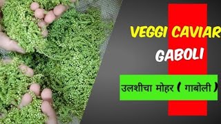 Maharashtrian recipe Gaboli chi Bhaji  Ulshi cha Mohar  Veggi Caviar  चाईचा मोहर [upl. by Hallam545]