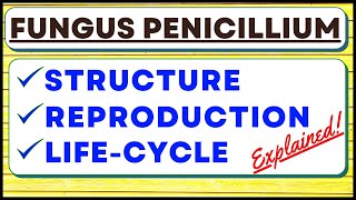 Penicillium Chrysogenum Fungus  Reproduction  Biological Classification Kingdom Fungi  Life Cycle [upl. by Initof]