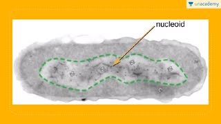 Nukleoid Ribosom dan Plasmid Sel Prokariot Biologi  SBMPTN UN SMA [upl. by Aitan733]