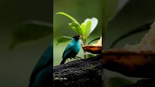 Green Honeycreeper ♂️ 🇨🇷 costarica nature birds birdwatching centralamerica birding beautiful [upl. by Yauqaj]