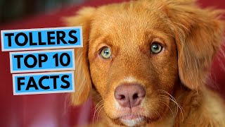 Nova Scotia Duck Tolling Retriever  TOP 10 Interesting Facts [upl. by Arevle]