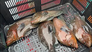 Live Grouper fish selling FishermanMaldives is live [upl. by Xavier928]