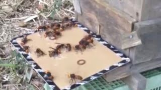 Giant Asian hornet vs Sticky paper sticky situation [upl. by Halli]