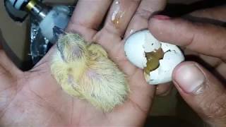 How To Make An Incubator Pigeon At Home  Egg Hatched  Part  03 [upl. by Biondo945]