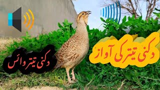 Dakni teetar ki awaz  Gary francolin  bhory teetar ki awaz  teetar ki awaz  teetar sounds [upl. by Nosraep]