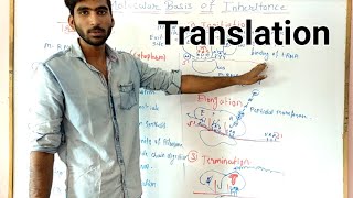 Translation  Molecular basis of inheritance part 7 class 12 [upl. by Senior]