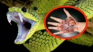 THE MOST VENOMOUS SNAKES In The World [upl. by Aneres]