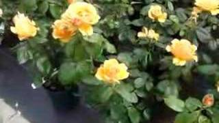 Easy Going  floribunda rose [upl. by Alphonsa987]