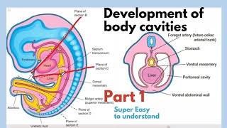 Development of body cavities  Thoracic Cavity Development  Embryology of body cavities  Easiest [upl. by Claud]