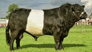 Belted Galloway bulls [upl. by Ahens]