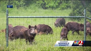 Wild hogs cause damage in Sanford neighborhood [upl. by Elocin]