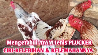 AYAM PLUCKER ketahui Ciriciri Kelebihan dan kelemahannya [upl. by Euton]