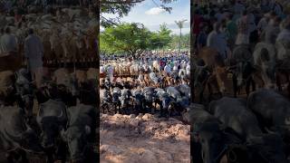 Manjeri cholakkal cattle market buffalo cow beefcattle bull beefs [upl. by Anatnas]