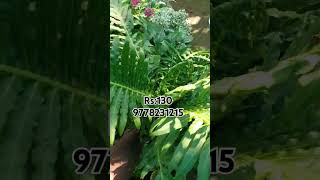 Tree fern 9778231215 plantsfloweringgardenflowergardengardenflowerplantsshortvideonature [upl. by Anaiuq]