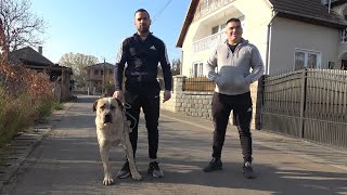 Prezentare Ciobanesc Volkodav cu Ionut de la Gilau Cluj  2024 Nou [upl. by Amyaj618]