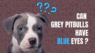 Can a Grey Pitbull Have Blue Eyes [upl. by Roddie808]