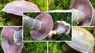 Bocksdickfuß oder Rötelritterling Ziegendickfuß ZiegenbockDickfuß Cortinarius camphoratus [upl. by Adnilrem]