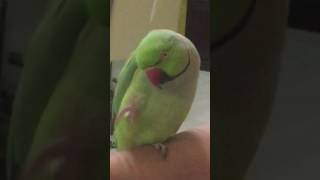 Talking parrot Sonu [upl. by Idette859]