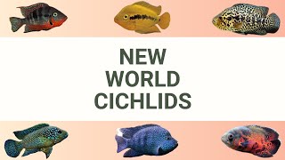 NEW WORLD CICHLIDS [upl. by Boone]