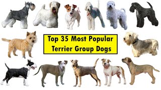 Top 35 Terrier Group Dog Breeds [upl. by Eatnoed]