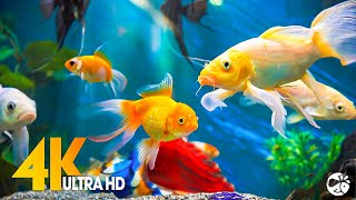 Aquarium 4K VIDEO ULTRA HD 🐠 Beautiful Coral Reef Fish  Relaxing Sleep Meditation Music [upl. by Ellerrehc74]