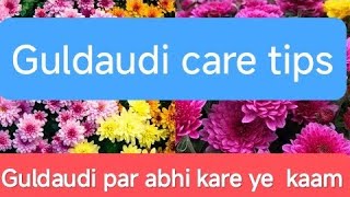 Guldaudi पर अभी करे ये जरूरी कामGuldaudi care tips thegrounddiaries gardening chrysanthemum [upl. by Divine231]