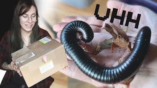 im afraid of my new pets GIANT African Millipedes UNBOXING setup care Archispirostreptus gigas [upl. by Russom]