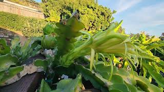 Didnt Pollinate this Dragon Fruit Flower at Night [upl. by Yi]