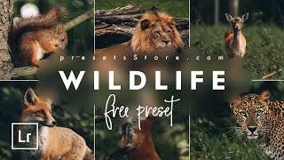 How to Edit Wildlife Preset for Animals — Free Tutorial  DNG  Dark Green Preset Lightroom Mobile [upl. by Danna]