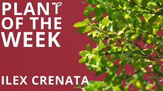 Plant of the Week  Ilex Crenata Japanese Holly [upl. by Landrum]