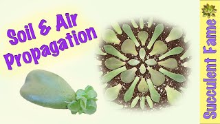 Soil amp Air Leaf Propagation How to Propagate Succulents PART 1 [upl. by Hola907]