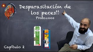 DESPARASITACIÓN DE LOS PECES Capitulo 2 🔬 PROTOZOOS ⚪️ Protazol y Protazid [upl. by Sexela359]