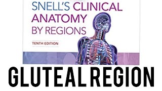 gluteal region anatomy snell [upl. by Kone]