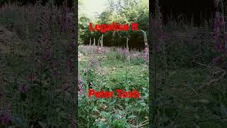 Legalise It Peter Tosh reggae petertosh [upl. by Recnal]