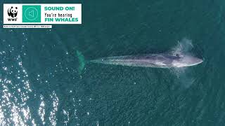 Whale Sounds  Fin Whale [upl. by Anelim]