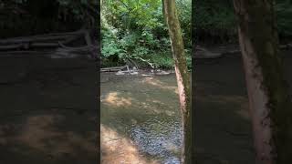 Hurricane Creek trail Lavergne Tennessee nature trails naturelovers naturephotography [upl. by Onifled]