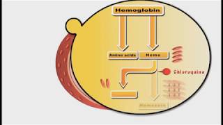 Antimalarial drugs animation Chloroquine [upl. by Yramliw]